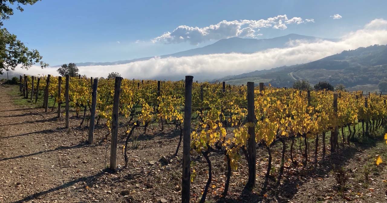 Soc. Agricola La Fornacina Di Fabio — foto 4